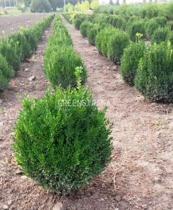 Самшит вечнозеленый Грин (Buxus sempervirens 'Green')