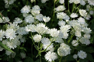 Астранция крупная Альба (Astrantia major 'Alba')