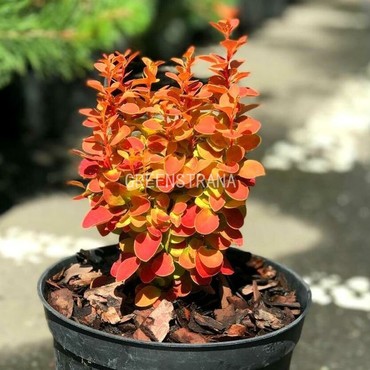 Барбарис тумберга Оранж Айс (Berberis thunbergii 'Orange Ice')