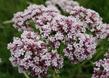 Валериана лекарственная (Valeriana officinalis)