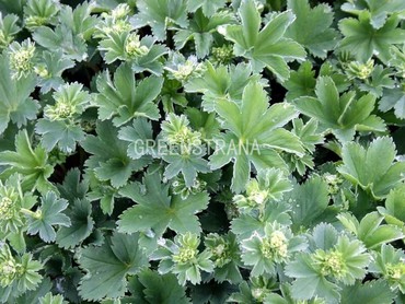 Манжетка красноногая (Alchemilla erythropoda)