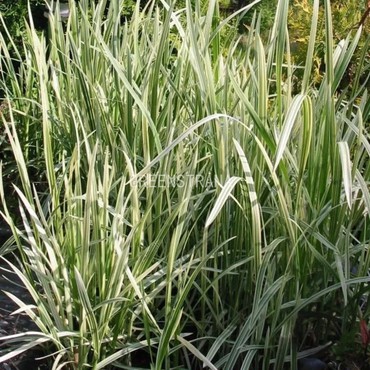 Манник большой (Glyceria maxima)