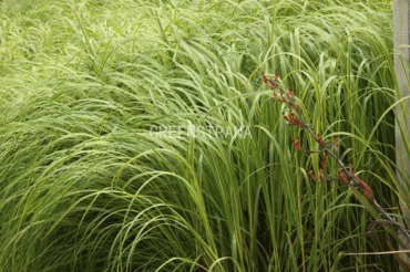 Спартина гребенчатая Ауреомаргината (Spartina pectinata 'Aureomarginata')