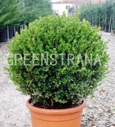 Самшит мелколистный Фолкнер (Buxus microphylla 'Faulkner')