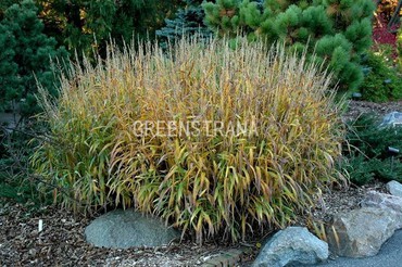 Сподиопогон сибирский (Spodiopogon sibiricus)