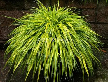 Хаконехлоя большая Ауреола (Hakonechloa macra 'Aureola')