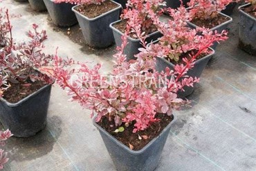 Барбарис тумберга Розетта (Berberis thunbergii 'Rossetta')