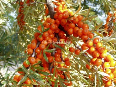 Облепиха Московская красавица (Hippophae rhamnoides 'Moskovskaya Krasavitsa')
