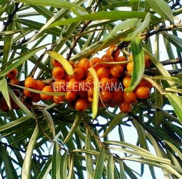 Облепиха Алей (Hippophae rhamnoides 'Alej') (мужская)