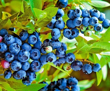 Голубика высокорослая Блюрей (Vaccinium corymbosum 'Blueray')