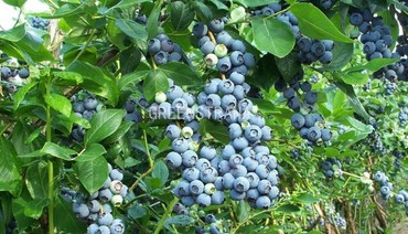 Голубика высокорослая Чандлер (Vaccinium corymbosum 'Chandler')