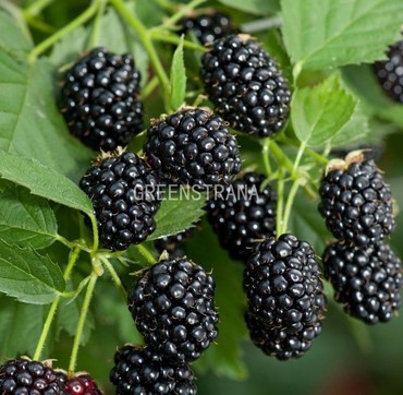 Ежевика Агавам (Rubus fruticosus 'Agawam')