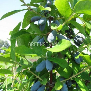 Жимолость съедобная Авача (Lonicera caerulea 'Avacha')