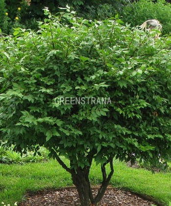 Бересклет крылатый Компактус (Euonymus alatus 'Compactus')