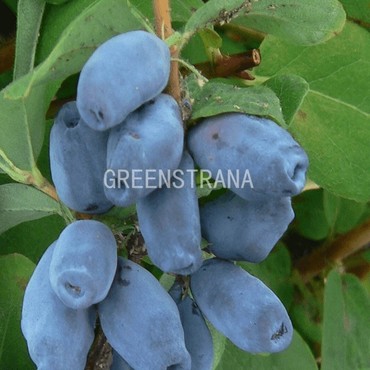 Жимолость съедобная Дуэт (Lonicera caerulea 'Duet')