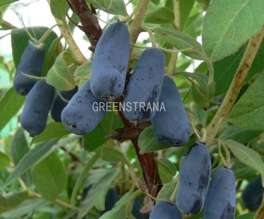 Жимолость съедобная Ленинградский великан (Lonicera caerulea 'Leningradsky Velikan')