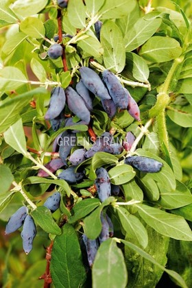 Жимолость съедобная Нимфа (Lonicera caerulea 'Nimfa')