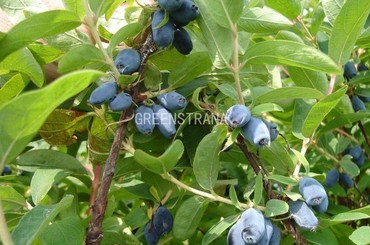 Жимолость съедобная Синяя птица (Lonicera caerulea 'Sinyaya Ptitsa')