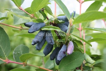 Жимолость съедобная Соловей (Lonicera caerulea 'Solovey')