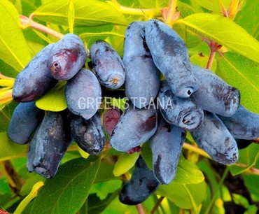 Жимолость съедобная Фиалка (Lonicera caerulea 'Fialka')