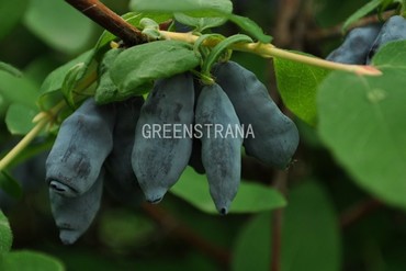 Жимолость съедобная Труженица (Lonicera caerulea 'Truzhenitsa')