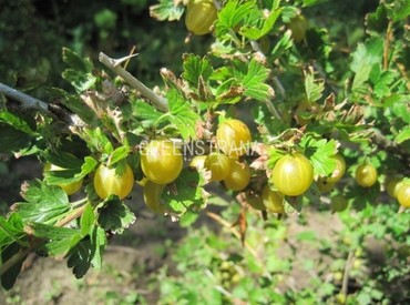 Крыжовник Курсу Дзинтарс (Ribes uva-crispa 'Kursu Dzintars')
