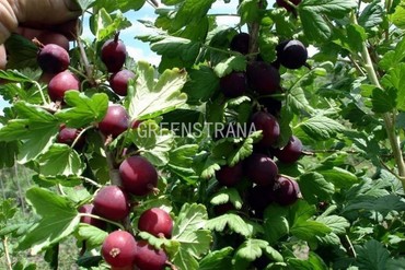 Крыжовник Раволт (Ribes uva-crispa 'Ravolt')