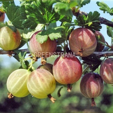 Крыжовник Садко (Ribes uva-crispa 'Sadko')