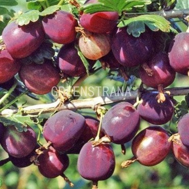 Крыжовник Северный капитан (Ribes uva-crispa 'Severnyy Kapitan')