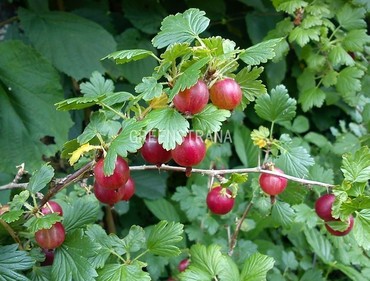 Крыжовник Щедрый (Ribes uva-crispa 'Shchedryy')