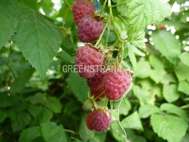 Малина Бальзам (Rubus idaeus 'Balzam')