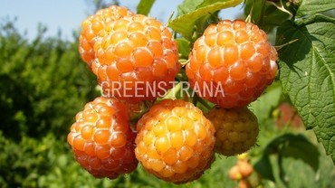 Малина Беглянка (Rubus idaeus 'Beglyanka')