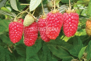 Малина Лячка (Rubus idaeus 'Lyachka')