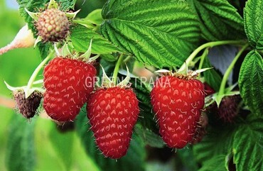 Малина Патриция (Rubus idaeus 'Patritsiya')