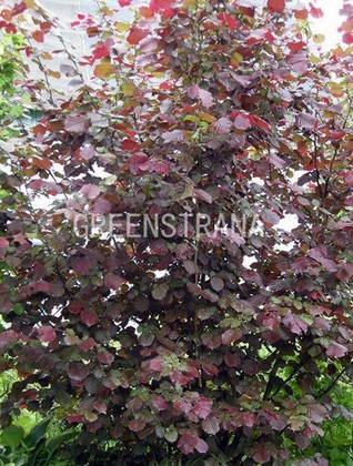 Лещина обыкновенная Пурпуреа (Corylus avellana 'Purpurea')