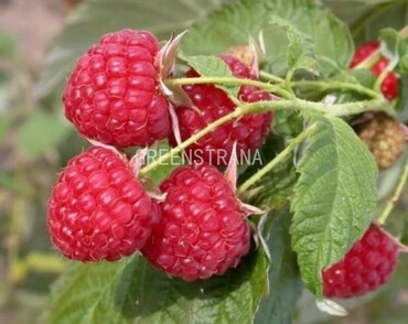 Малина Феномен (Rubus idaeus 'Fenomen')