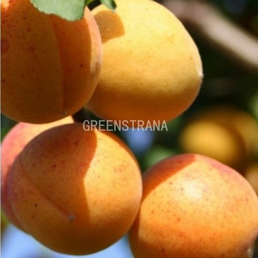 Абрикос Жигулевский сувенир (Prunus armeniaca 'Zhigulevskiy Suvenir')