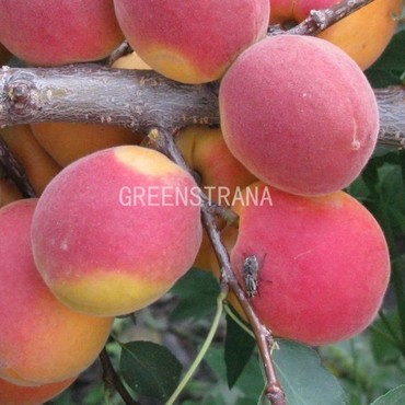 Абрикос Северное сияние (Prunus armeniaca 'Severnoye Siyaniye')