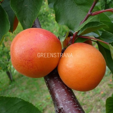 Абрикос Сын краснощекого (Prunus armeniaca 'Syn Krasnoshchekovo')