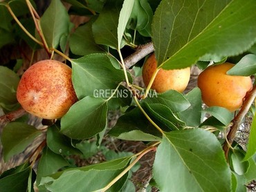 Абрикос Краснощекий поздний (Prunus armeniaca 'Krasnoshchekiy Pozdniy')