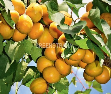 Абрикос Лель (Prunus armeniaca 'Lel')