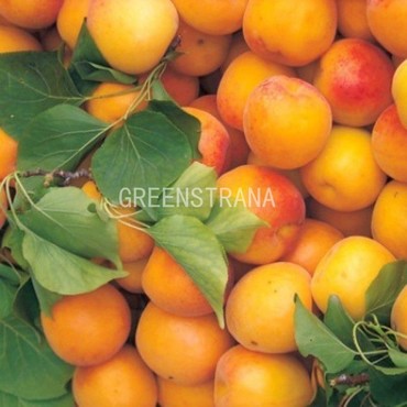 Абрикос Чемпион севера (Prunus armeniaca 'Chempion Severa')