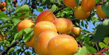 Абрикос Эдельвейс (Prunus armeniaca 'Edelveys')