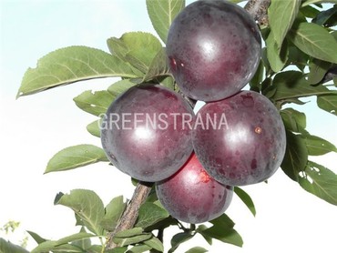 Алыча Генерал (Prunus cerasifera 'General')