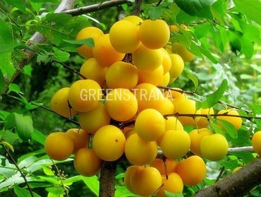 Алыча Царская (Prunus cerasifera 'Tsarskaya')