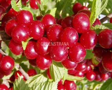 Вишня войлочная Детская (Prunus tomentosa 'Detskaya')