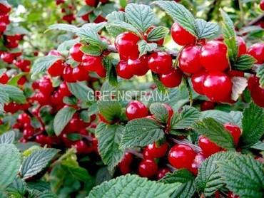 Вишня войлочная Сказка (Prunus tomentosa 'Skazka')