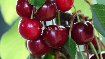 Вишня Владимирская (Prunus cerasus 'Vladimirskaya')