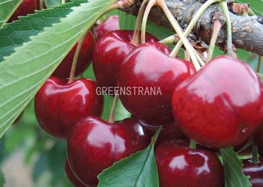 Вишня Гриот Московский (Prunus cerasus 'Griot Moskovskiy')