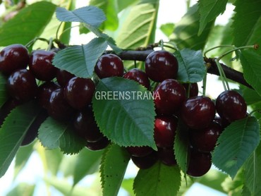 Вишня Кормилица (Prunus cerasus 'Kormilitsa') (ДЮК)